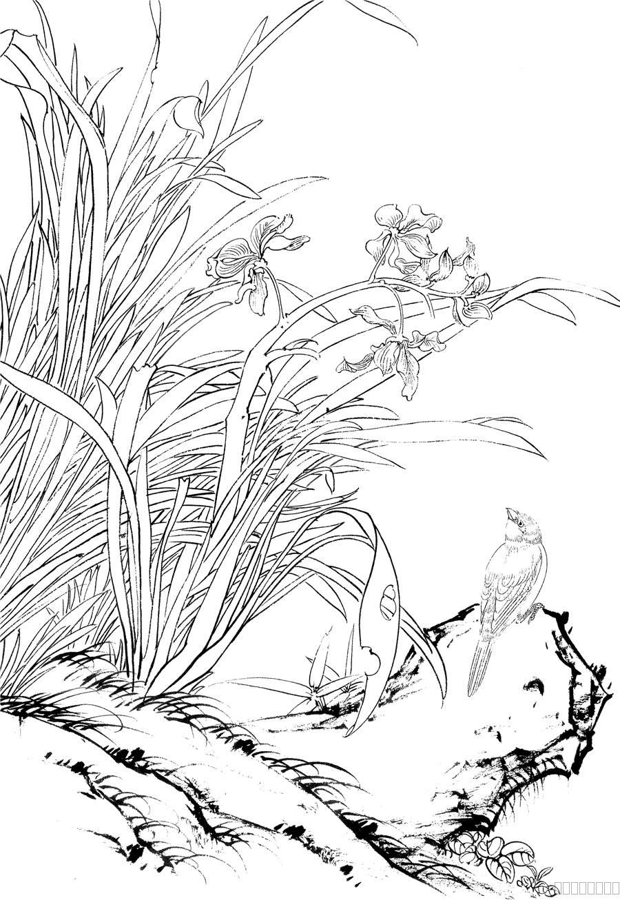 兰竹白描 花悦颜排笔彩绘线稿5.jpg