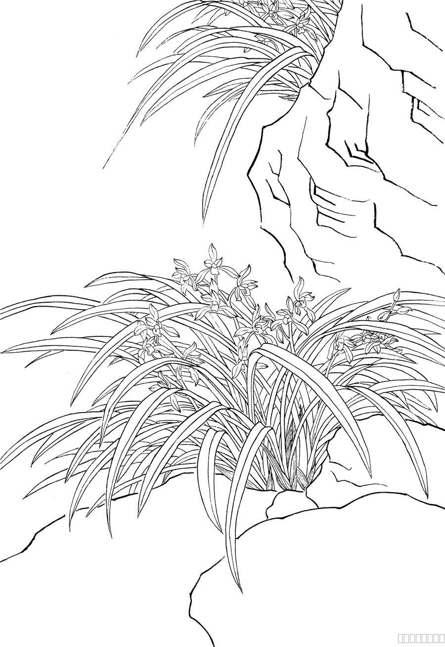 兰竹白描 花悦颜排笔彩绘线稿10.jpg